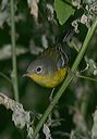 magnolia_warbler4906