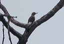 red-headed_woodpecker5013