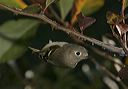 ruby-crowned_kinglet5105