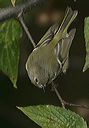 ruby-crowned_kinglet5235