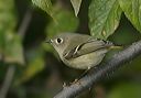 ruby-crowned_kinglet5236