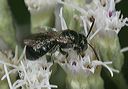 small_carpenter_bee4844