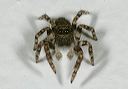 spider_5310