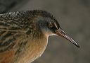 virginia_rail5330