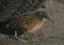 virginia_rail5332