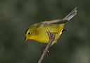 wilson_s_warbler4879