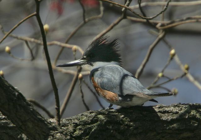 belted_kingfisher1704.jpg