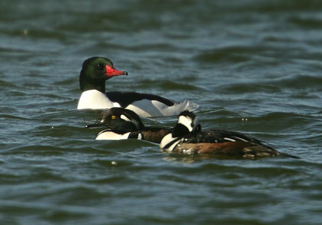 common_merganser488.jpg