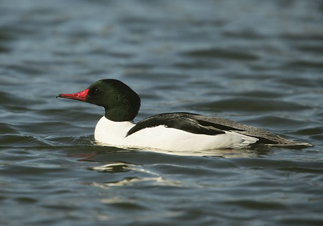 common_merganser556.jpg