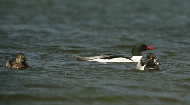 common_merganser579.jpg