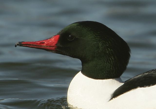 common_merganser_head556.jpg