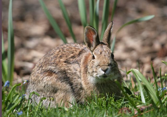 cottontail_rabbit1708.jpg