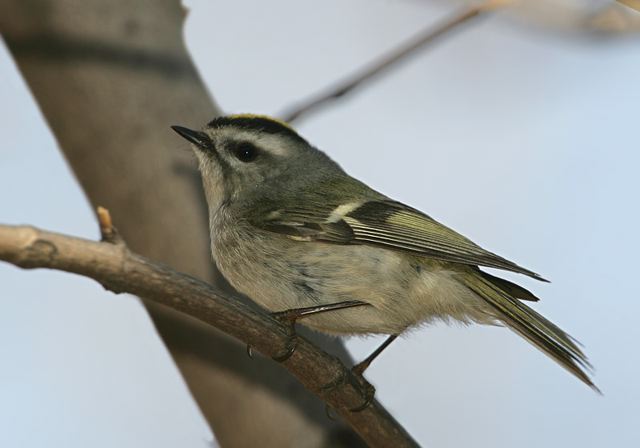 golden-crowned_kinglet1640.jpg