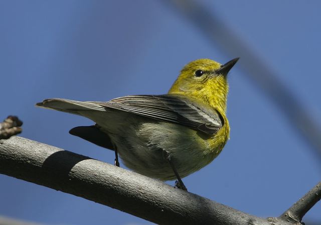 pine_warbler1791.jpg