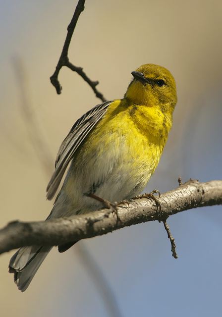 pine_warbler638.jpg