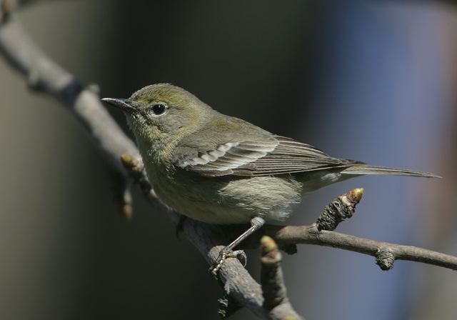 pine_warbler753.jpg