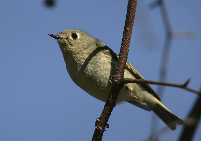 ruby-crowned_kinglet_1718.jpg