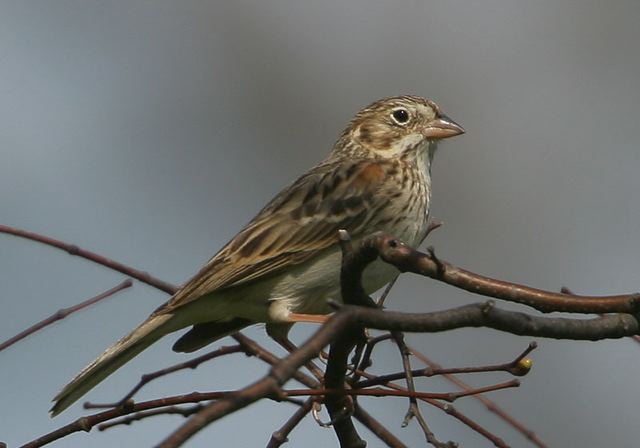 vesper_sparrow1844.jpg