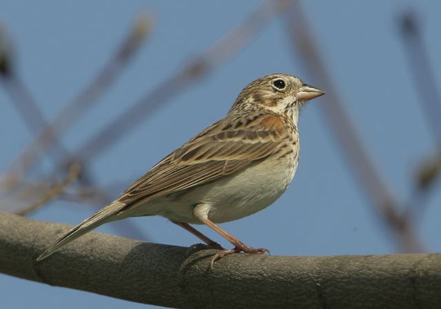 vesper_sparrow1857.jpg