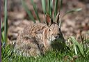 cottontail_rabbit1708