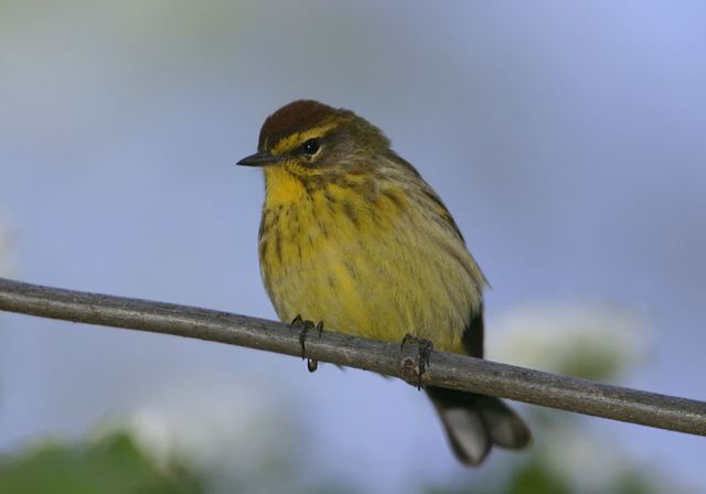 palm_warbler027.jpg