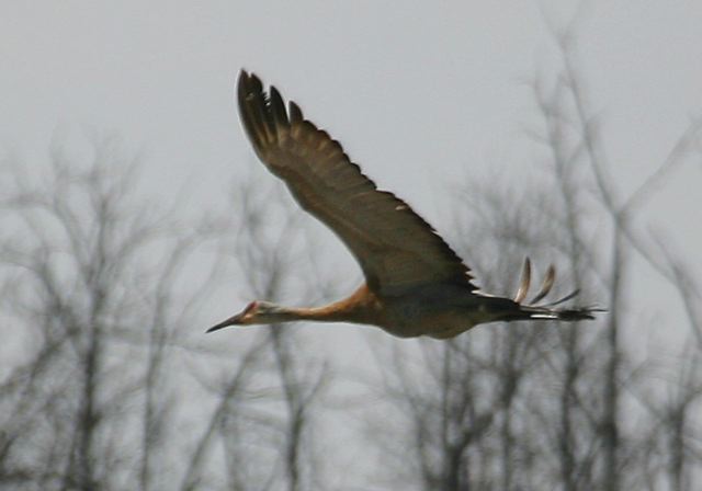 sandhill_crane2072.jpg