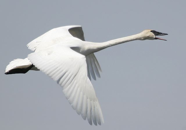 swan120.jpg