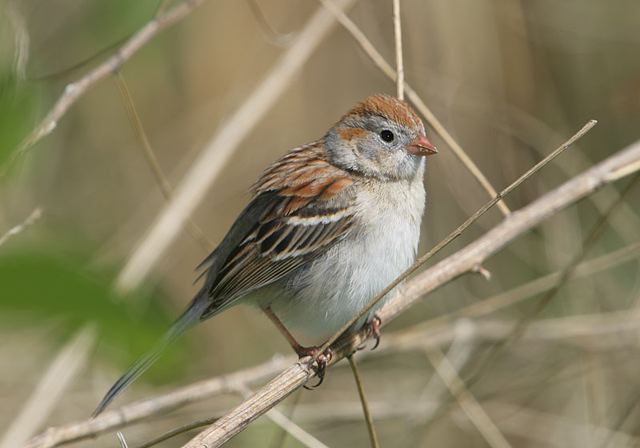 western_field_sparrow083.jpg