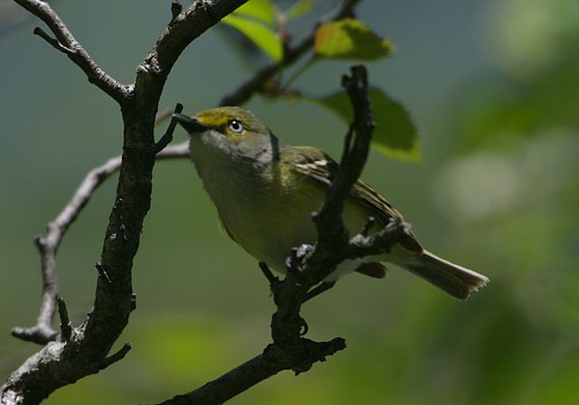 white-eyed_vireo0067.jpg