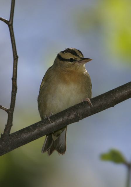 worm-eating_warbler061.jpg