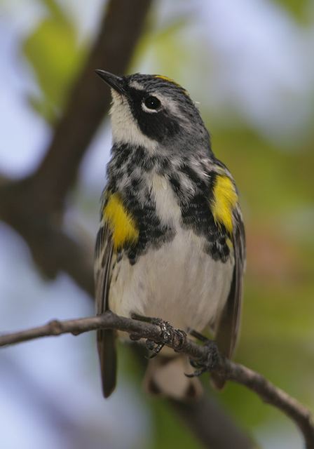 yellow-rumped_warbler081.jpg