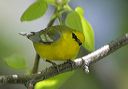 blue-winged_warbler052