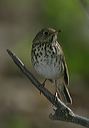 gray-cheeked_thrush0049