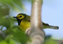 hooded_warbler089