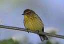 palm_warbler027