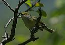 white-eyed_vireo0067