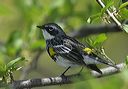 yellow-rumped_warbler072