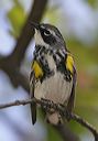 yellow-rumped_warbler081