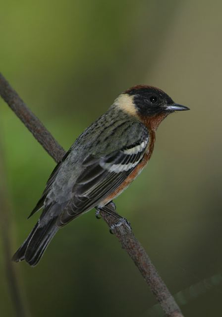 bay-breasted_warbler181.jpg