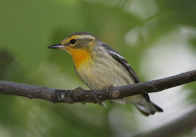 blackburnian_warbler226.jpg