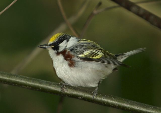 chestnut-sided_warbler247.jpg