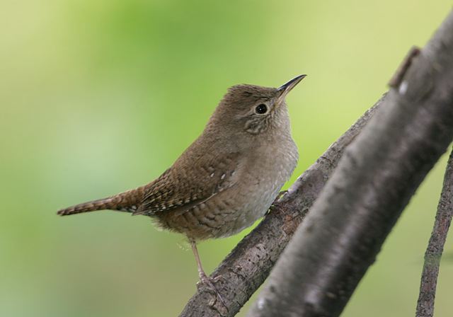 house_wren098.jpg