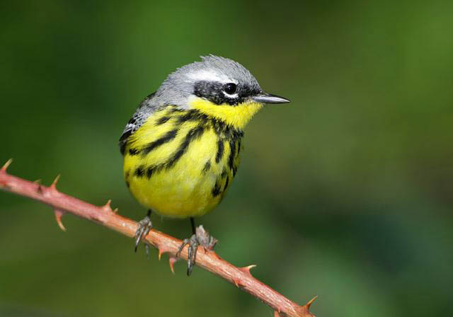 magnolia_warbler102.jpg