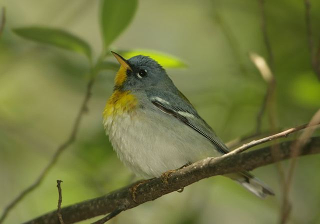 northern_parula308.jpg