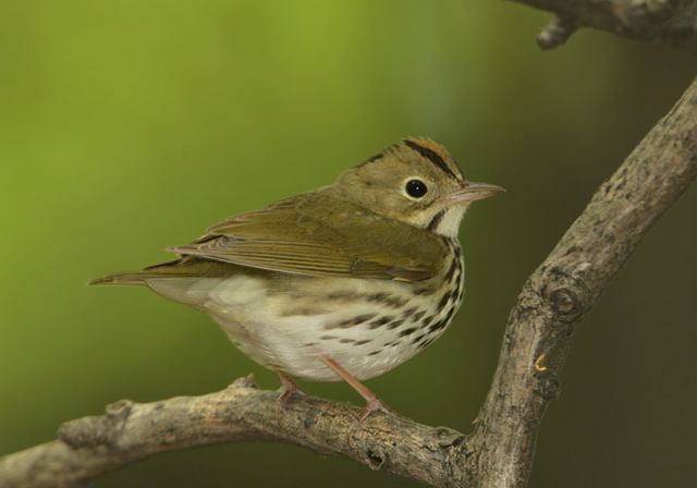 ovenbird276.jpg