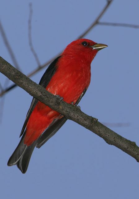 scarlet_tanager236.jpg