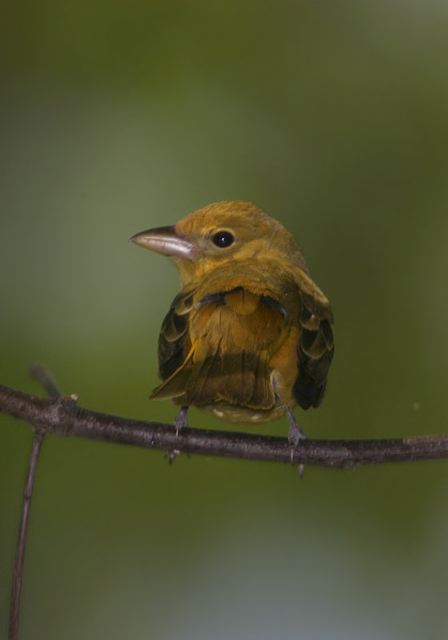 summer_tanager129.jpg