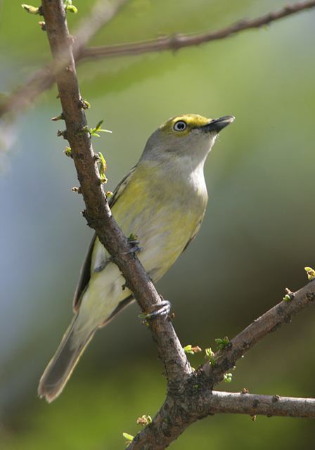 white-eyed_vireo213.jpg