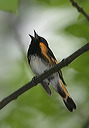 american_redstart202