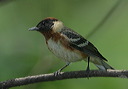 bay-breasted_warbler177